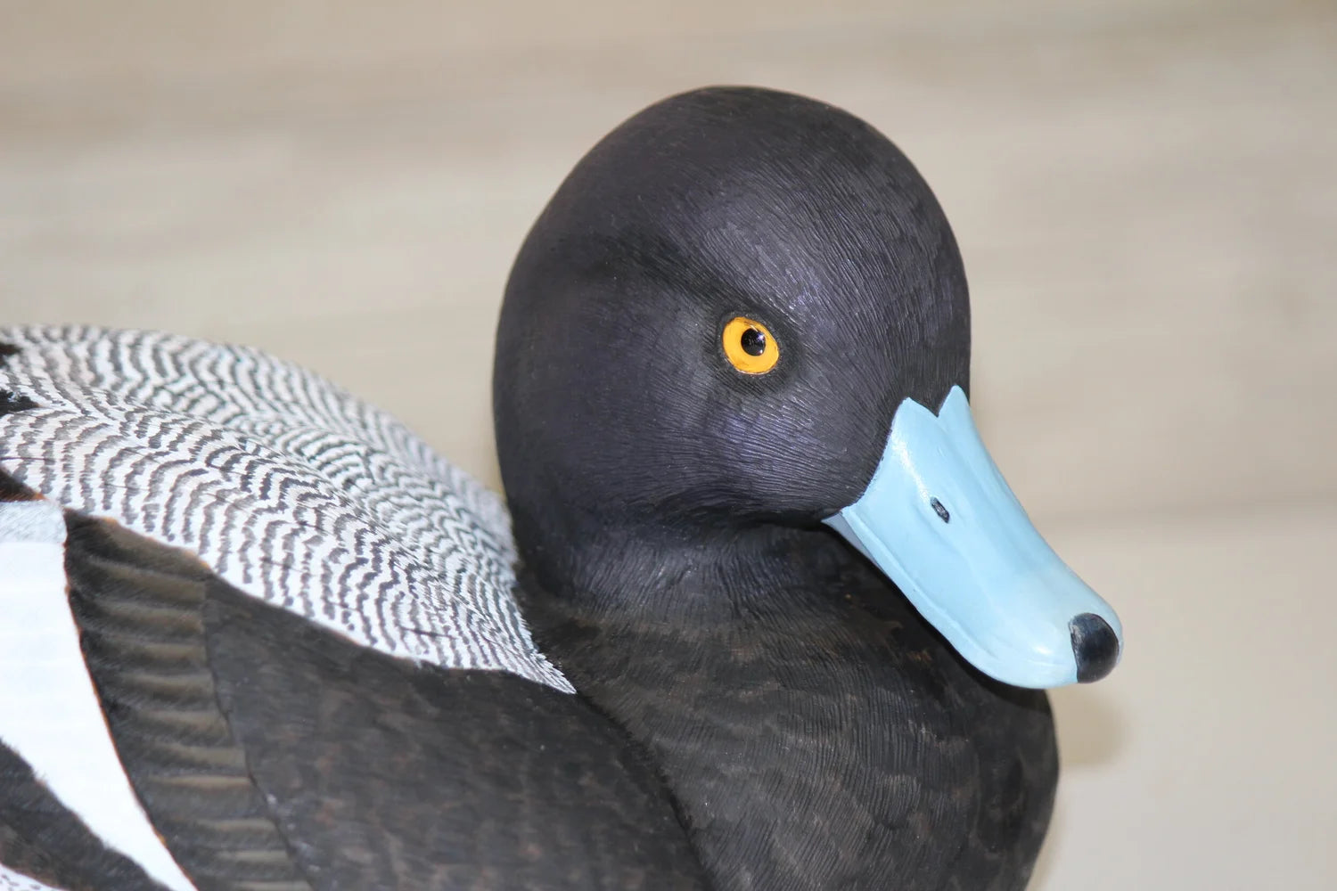 Lesser Scaup
