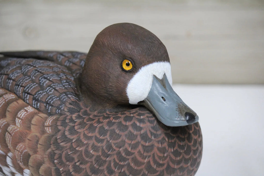 Lesser Scaup