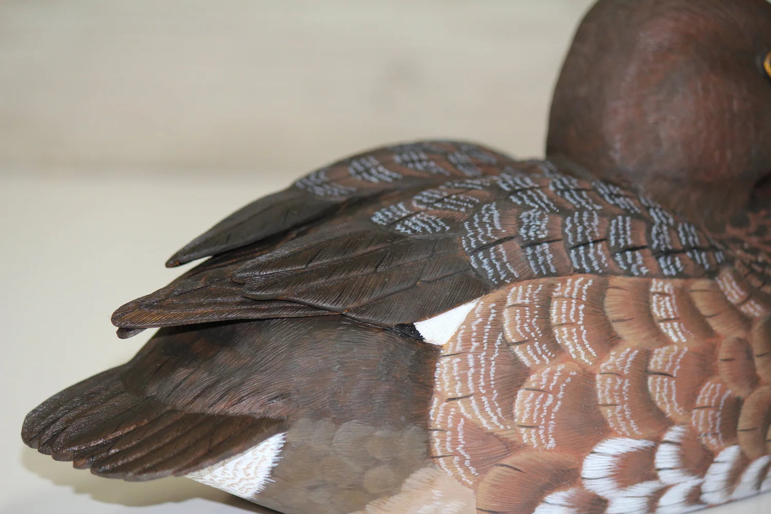 Lesser Scaup