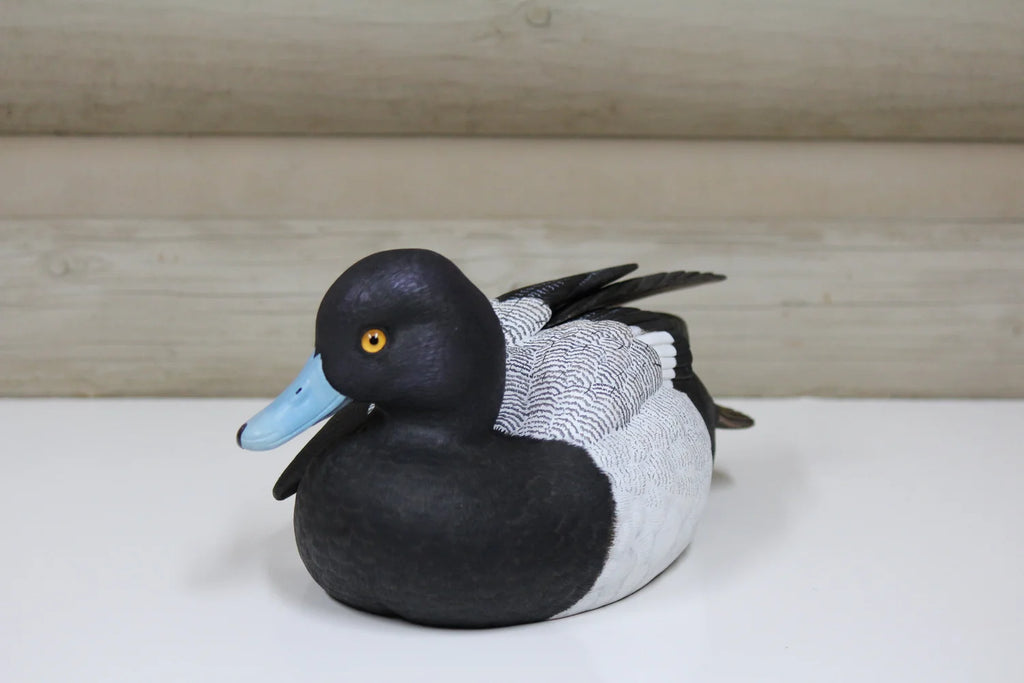 Lesser Scaup
