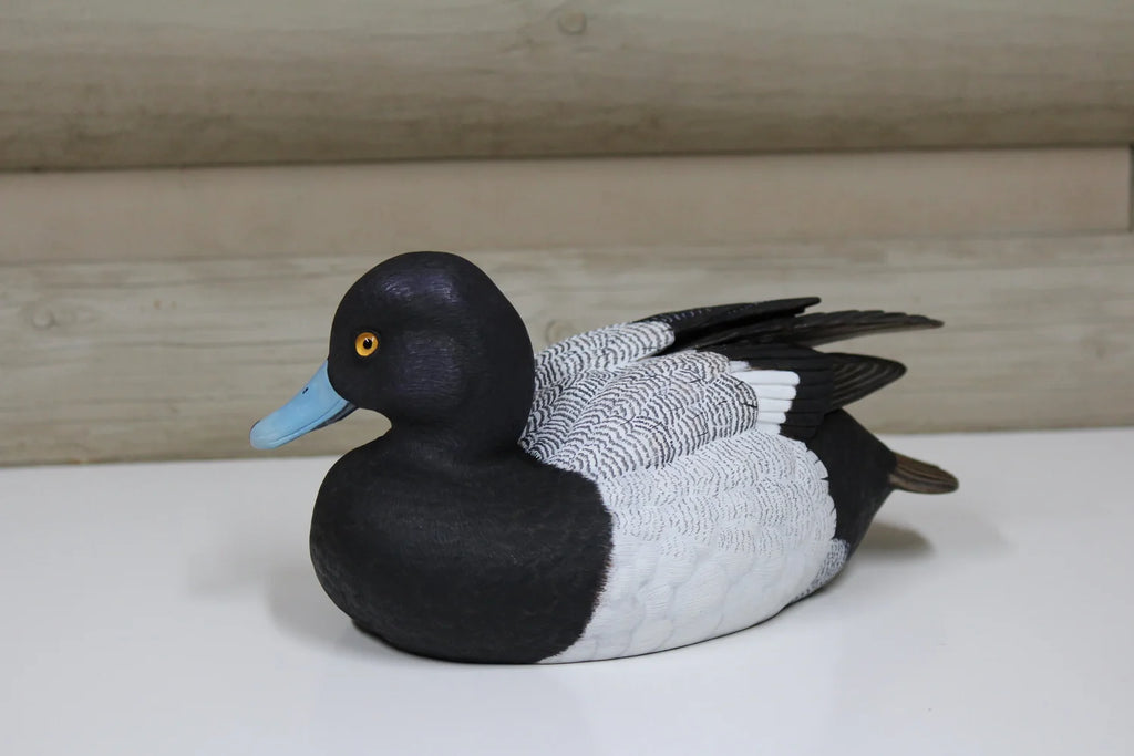 Lesser Scaup