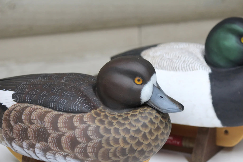 Greater Scaup