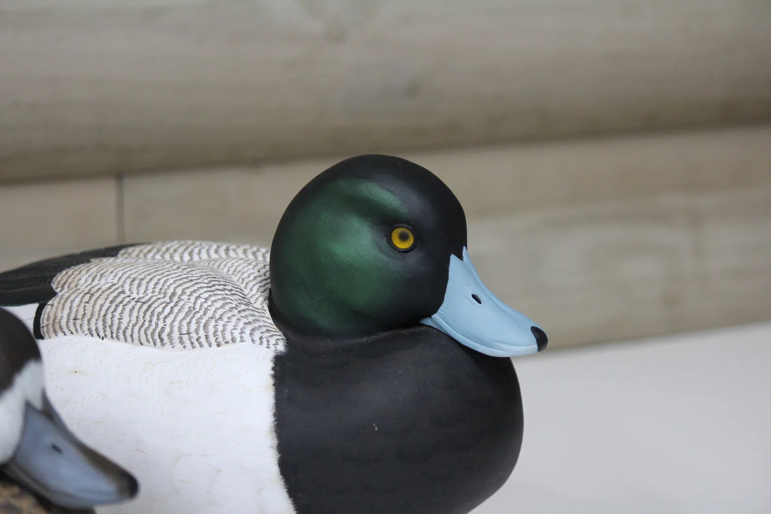 Greater Scaup