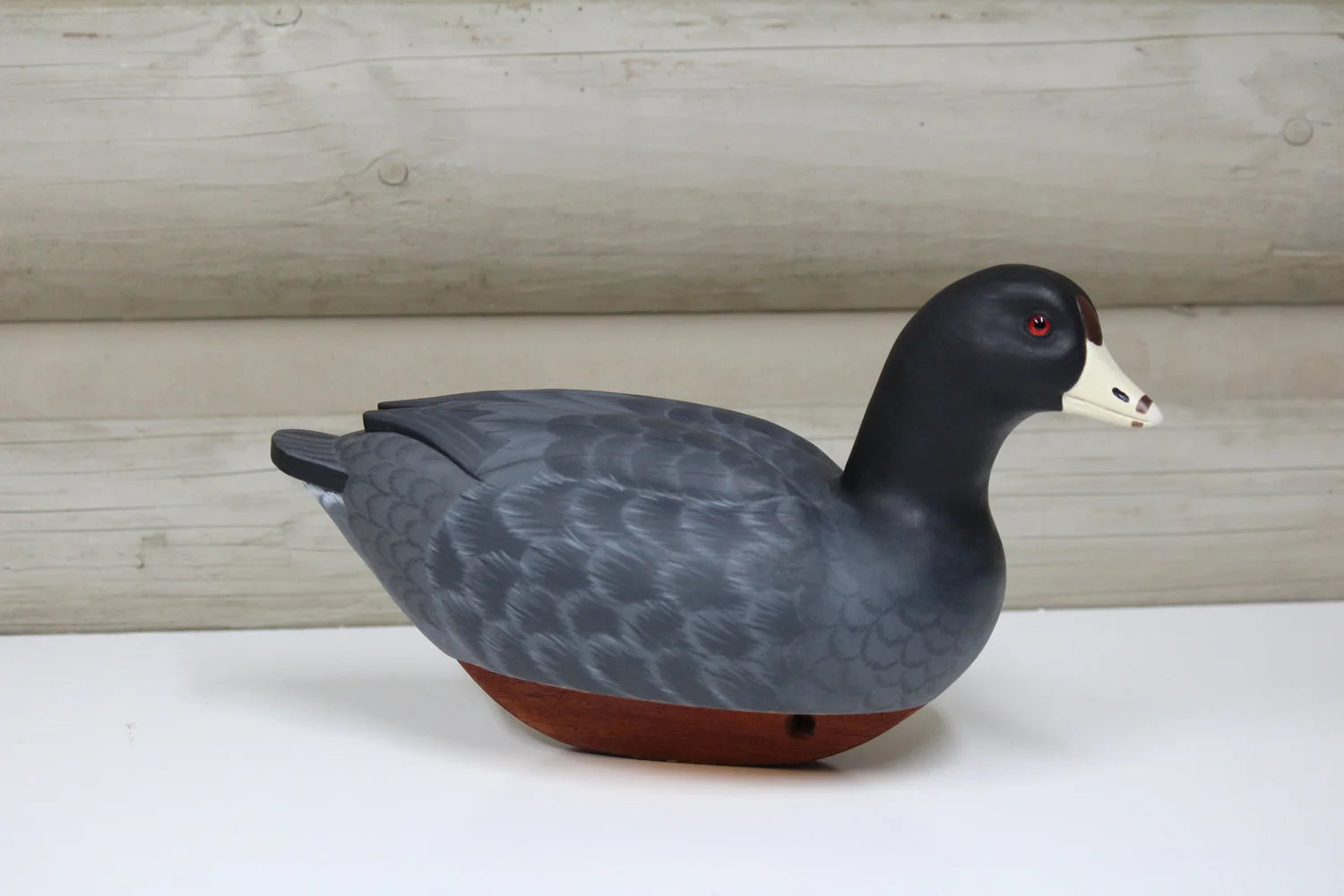 Coot