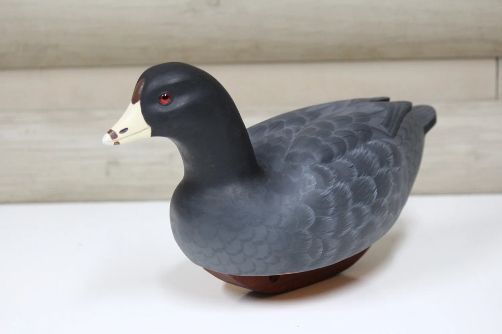 Coot