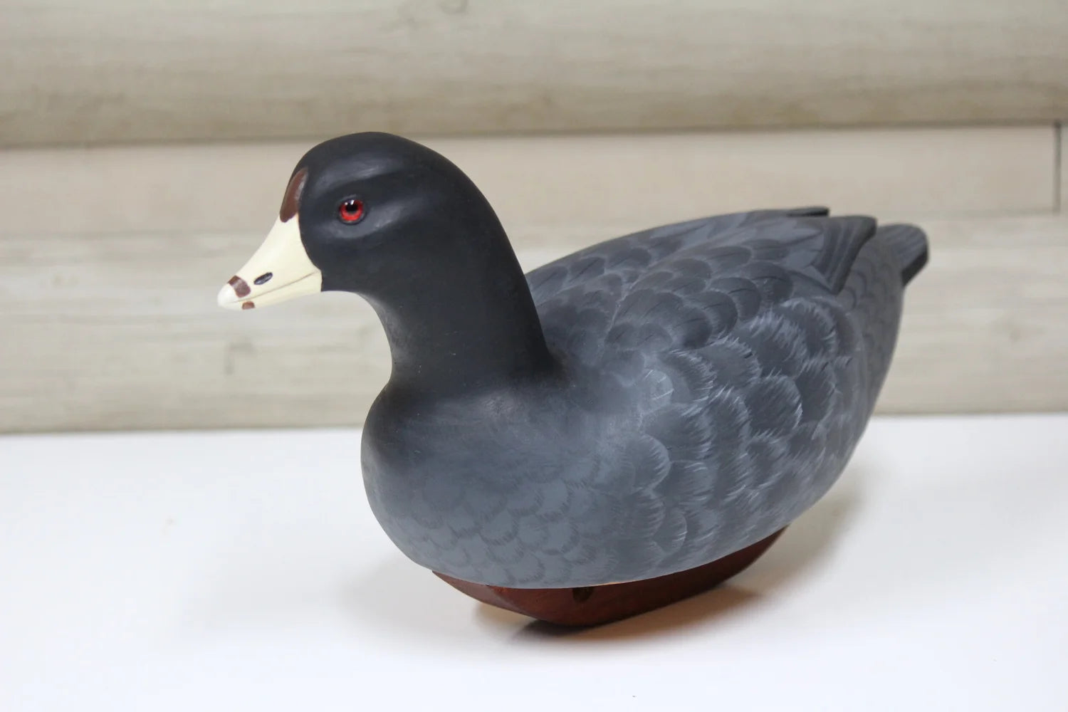 Coot