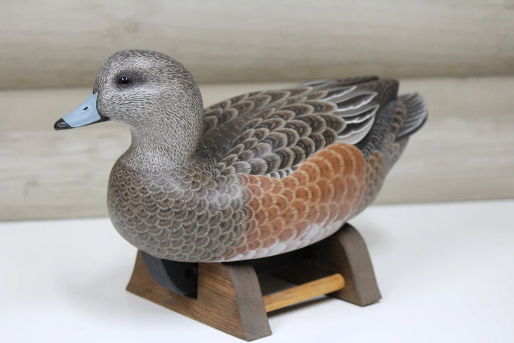 Widgeon Hen