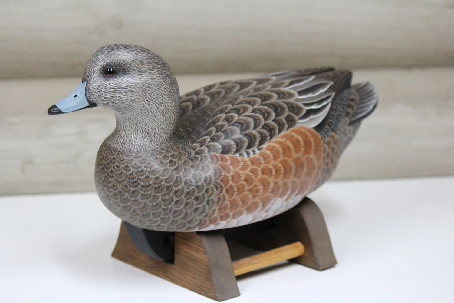Widgeon Hen