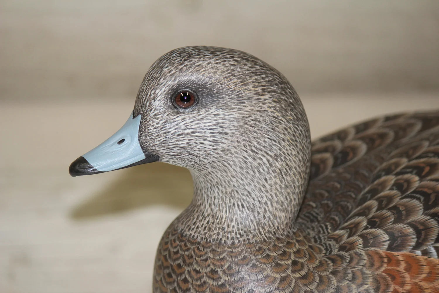 Widgeon Hen