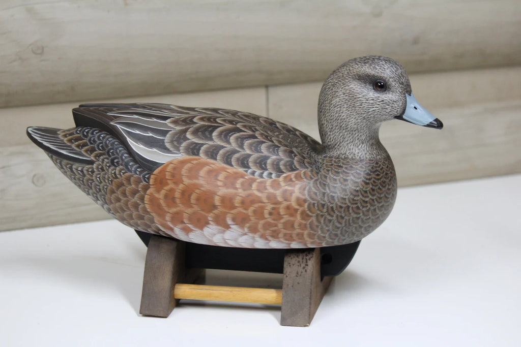 Widgeon Hen