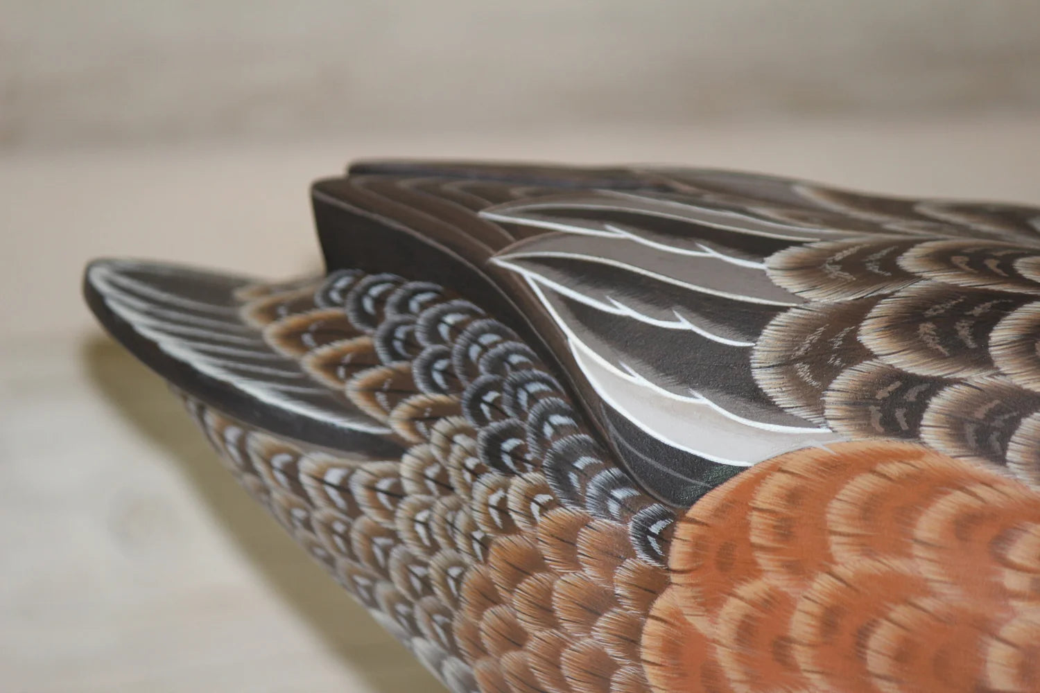 Widgeon Hen