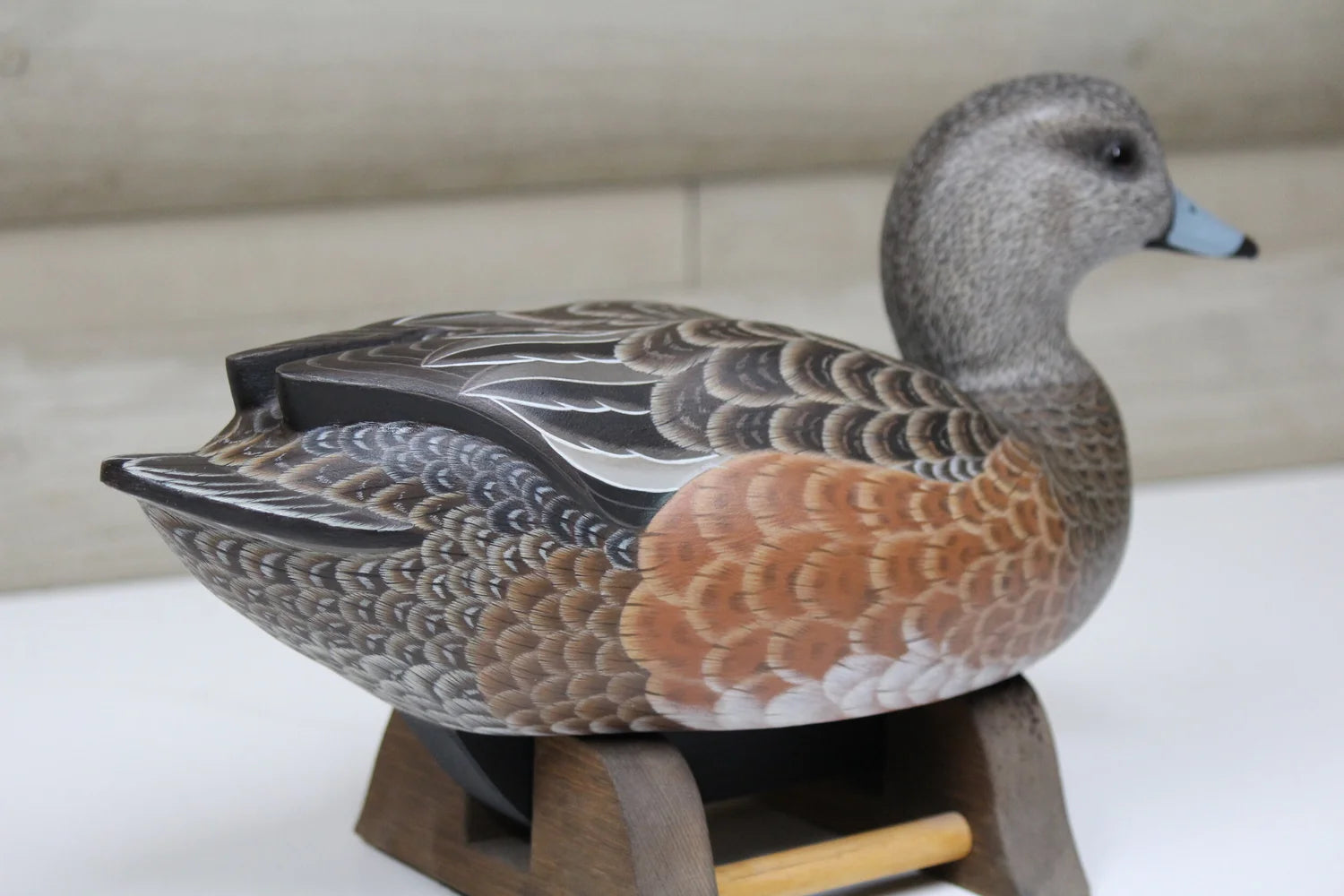 Widgeon Hen