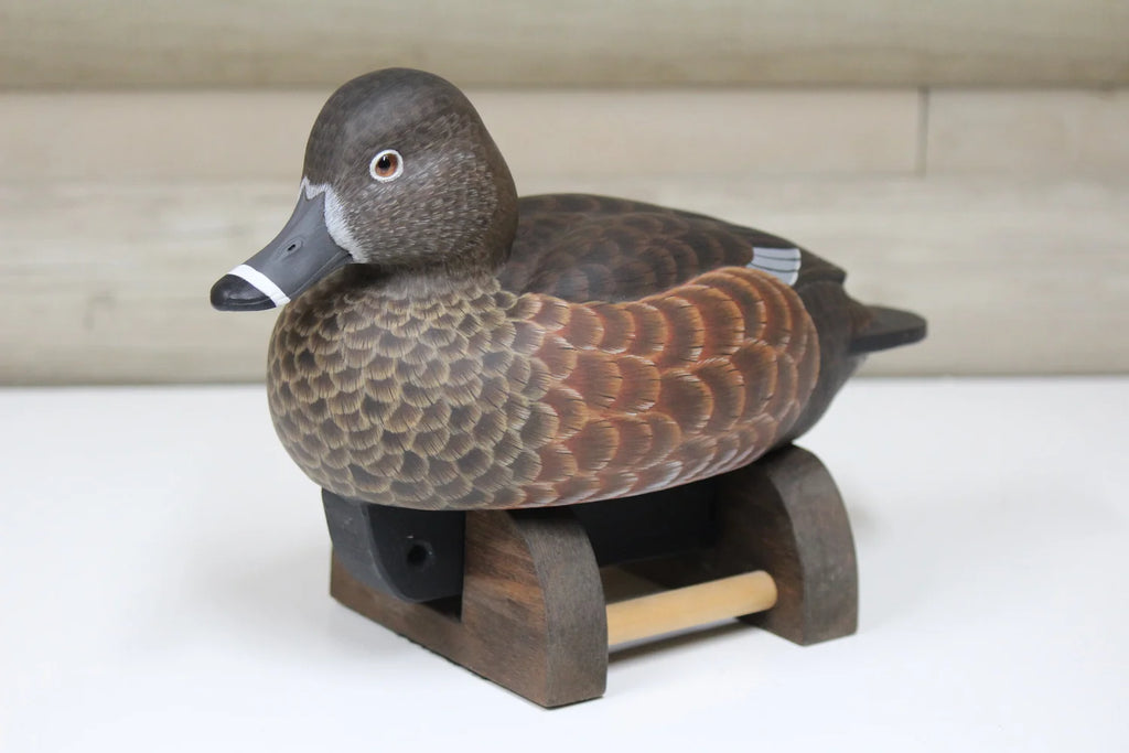 Widgeon Hen