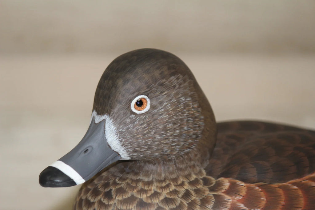 Widgeon Hen