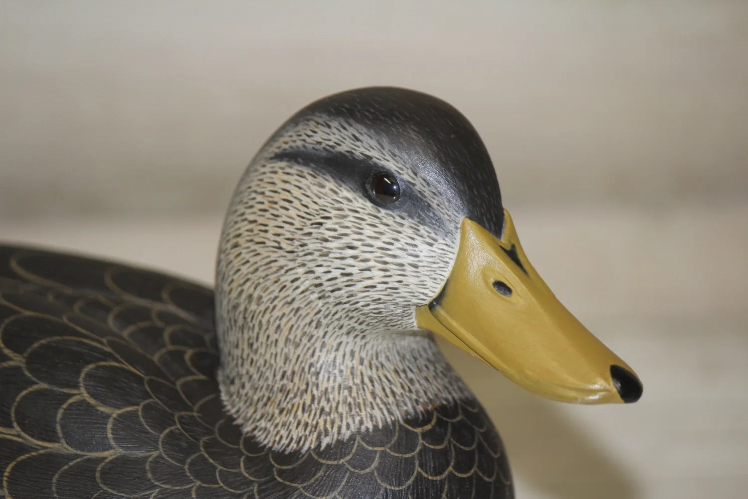 Black Duck