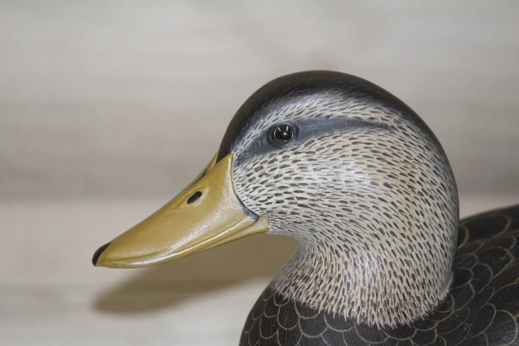 Black Duck