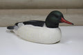 Common Merganser Drake
