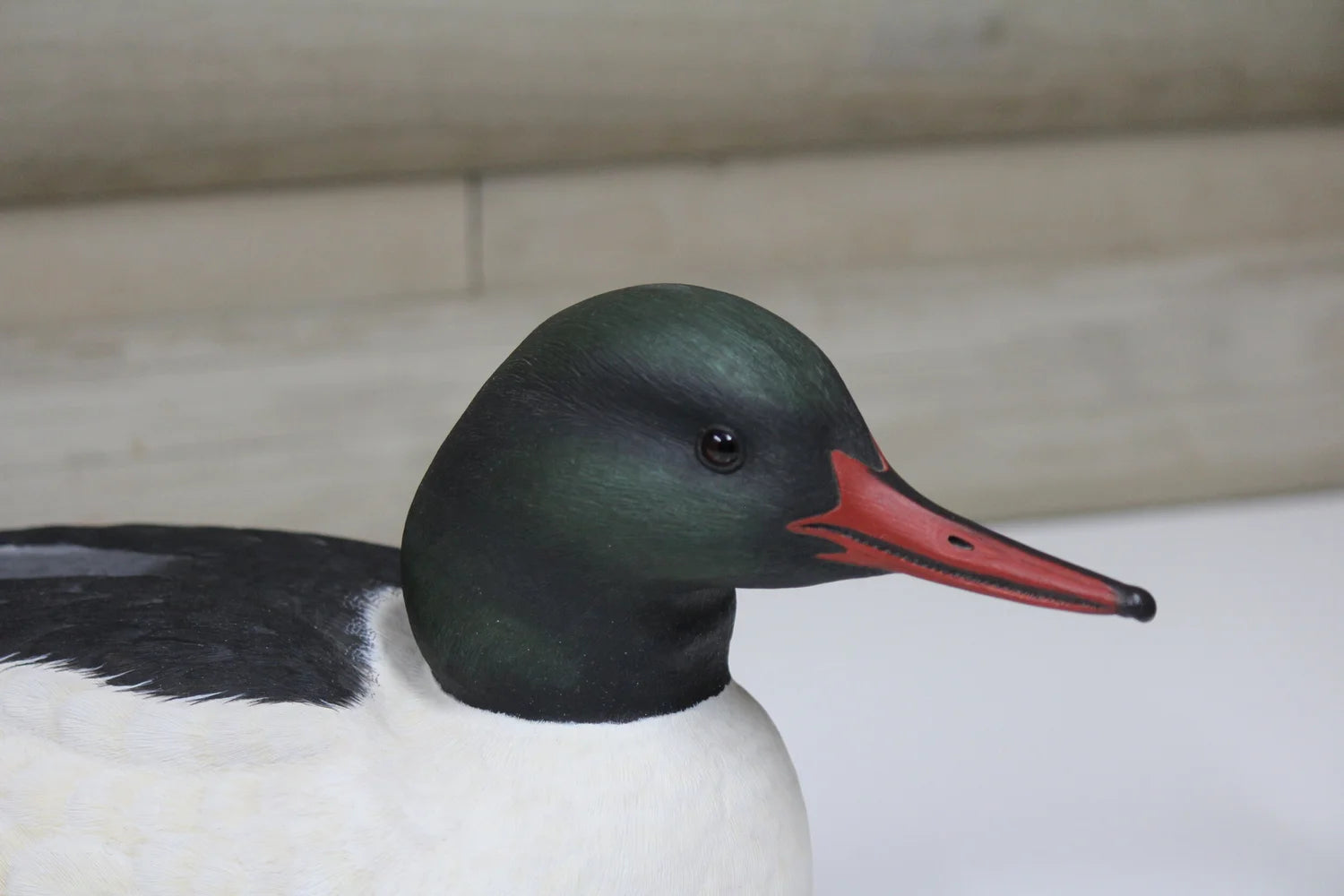 Common Merganser Drake