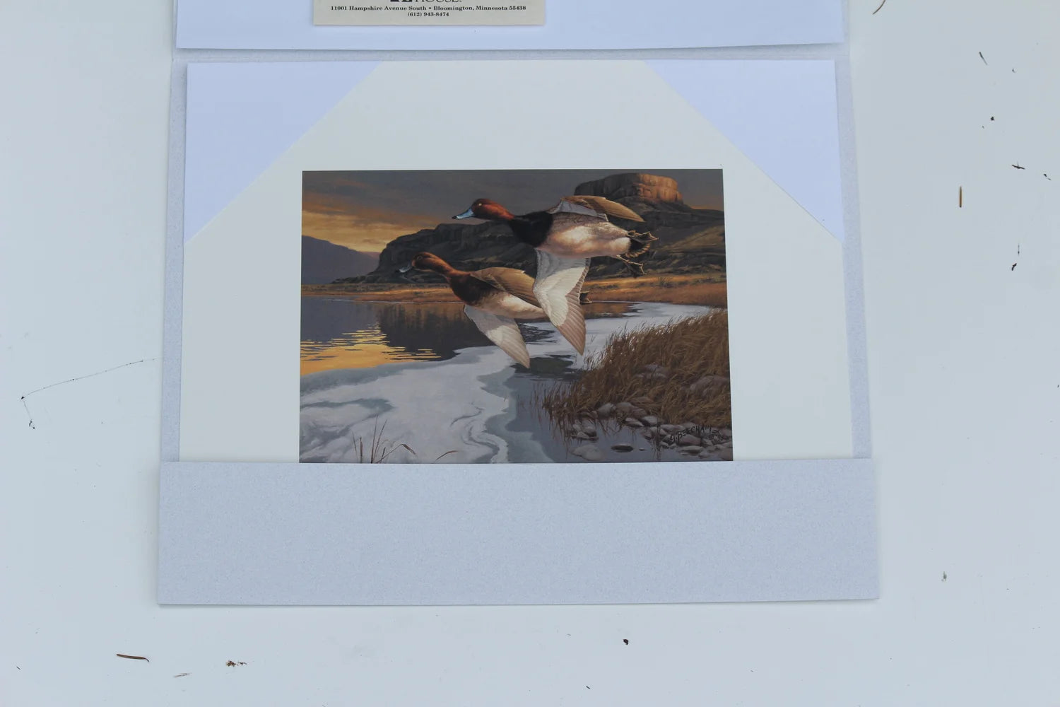 1996 Washington State Redhead Duck Print and Stamp