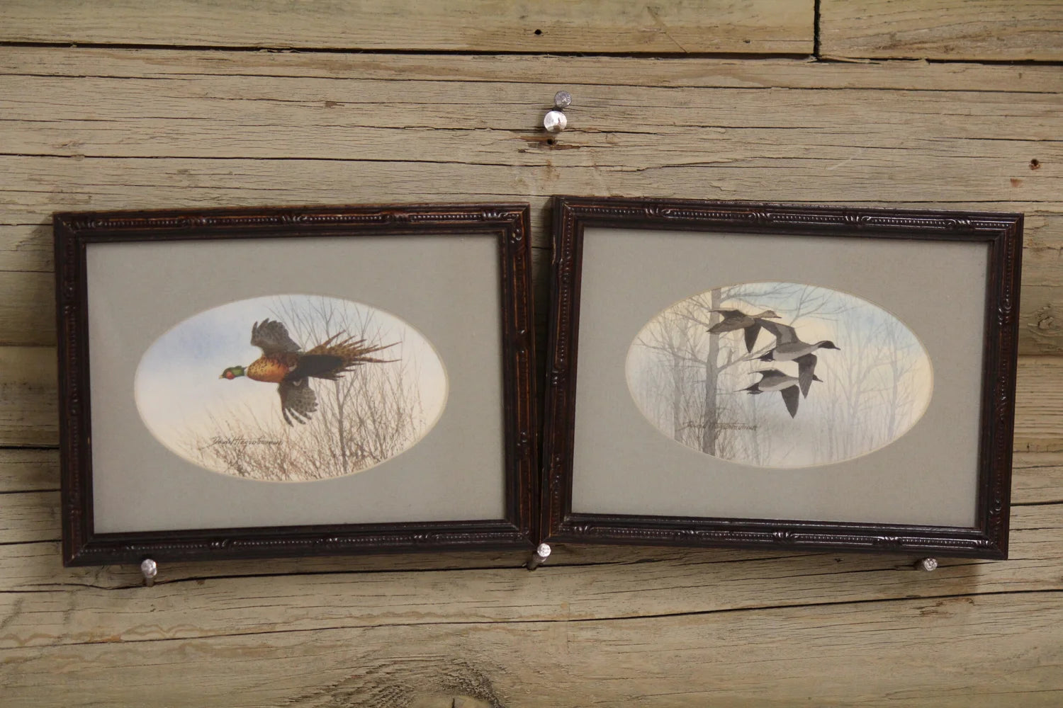Pheasant and Pintails