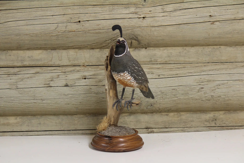 California Quail Carving