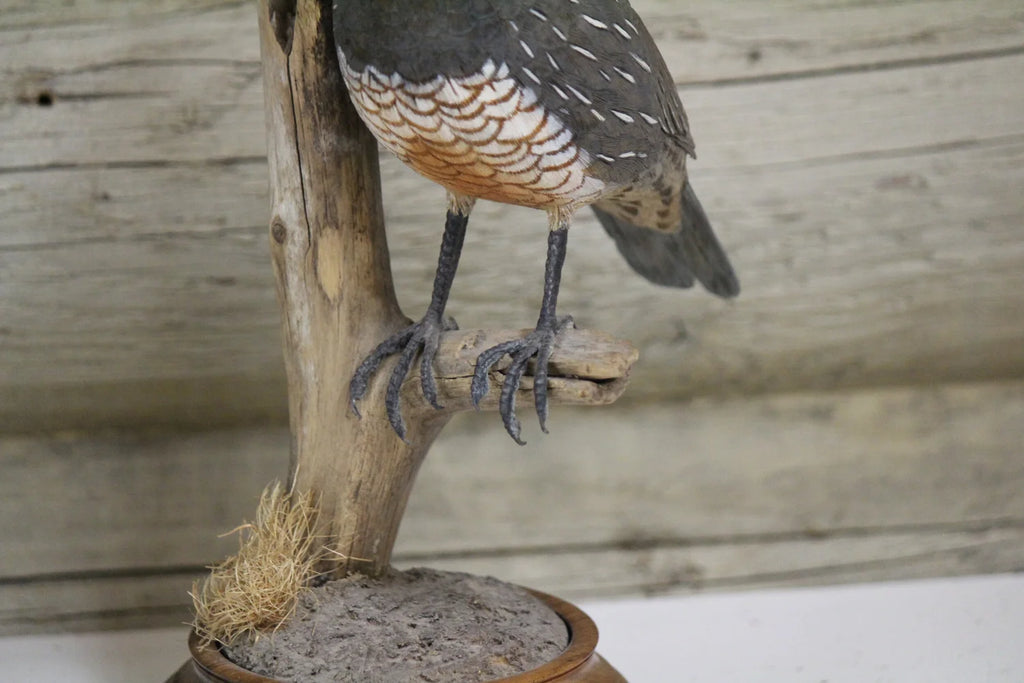 California Quail Carving