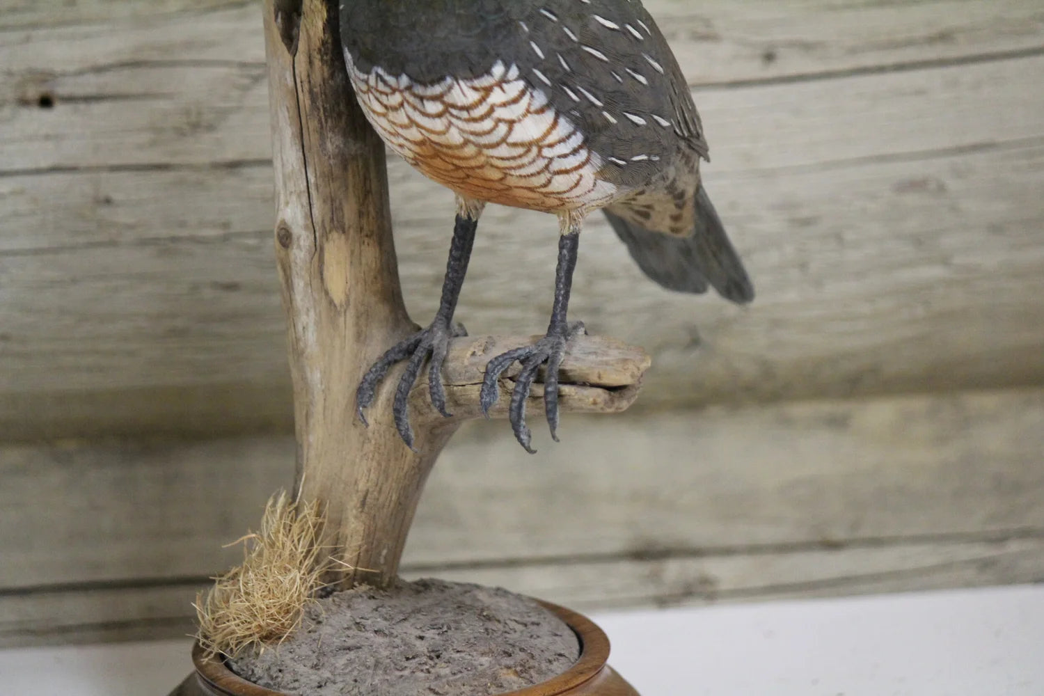 California Quail Carving