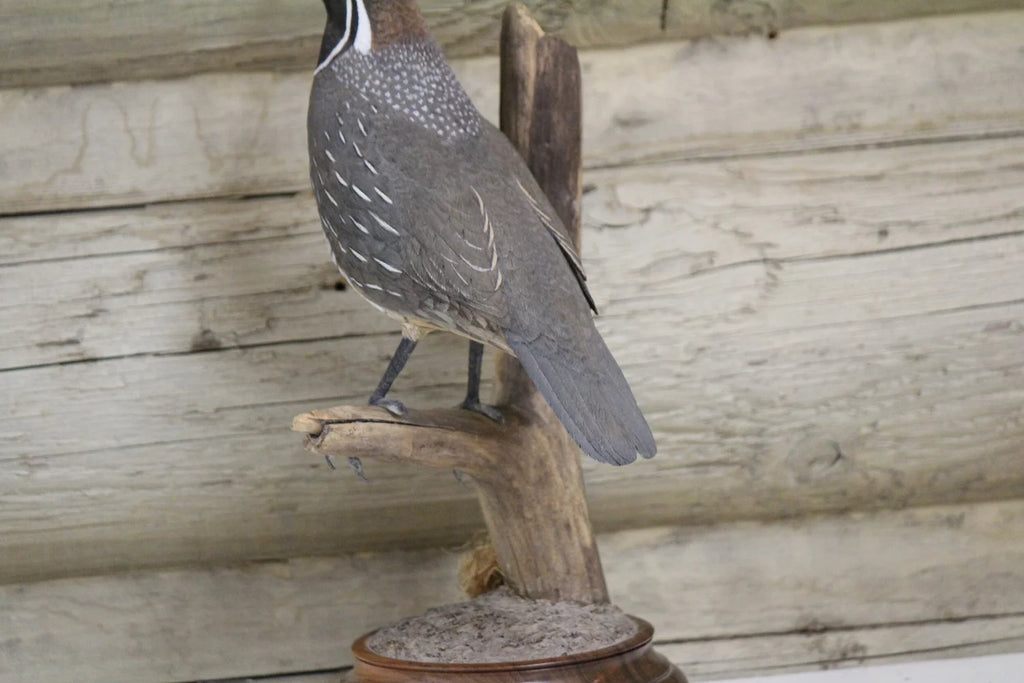 California Quail Carving