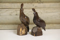 Quails