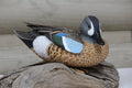 Blue Winged Teal