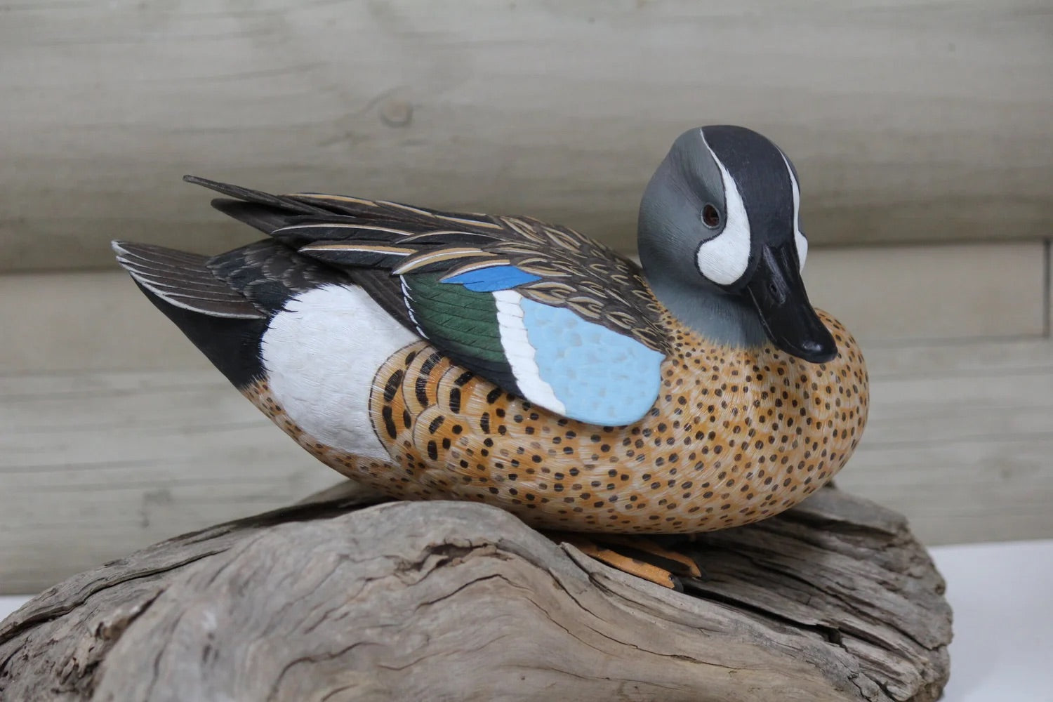 Blue Winged Teal
