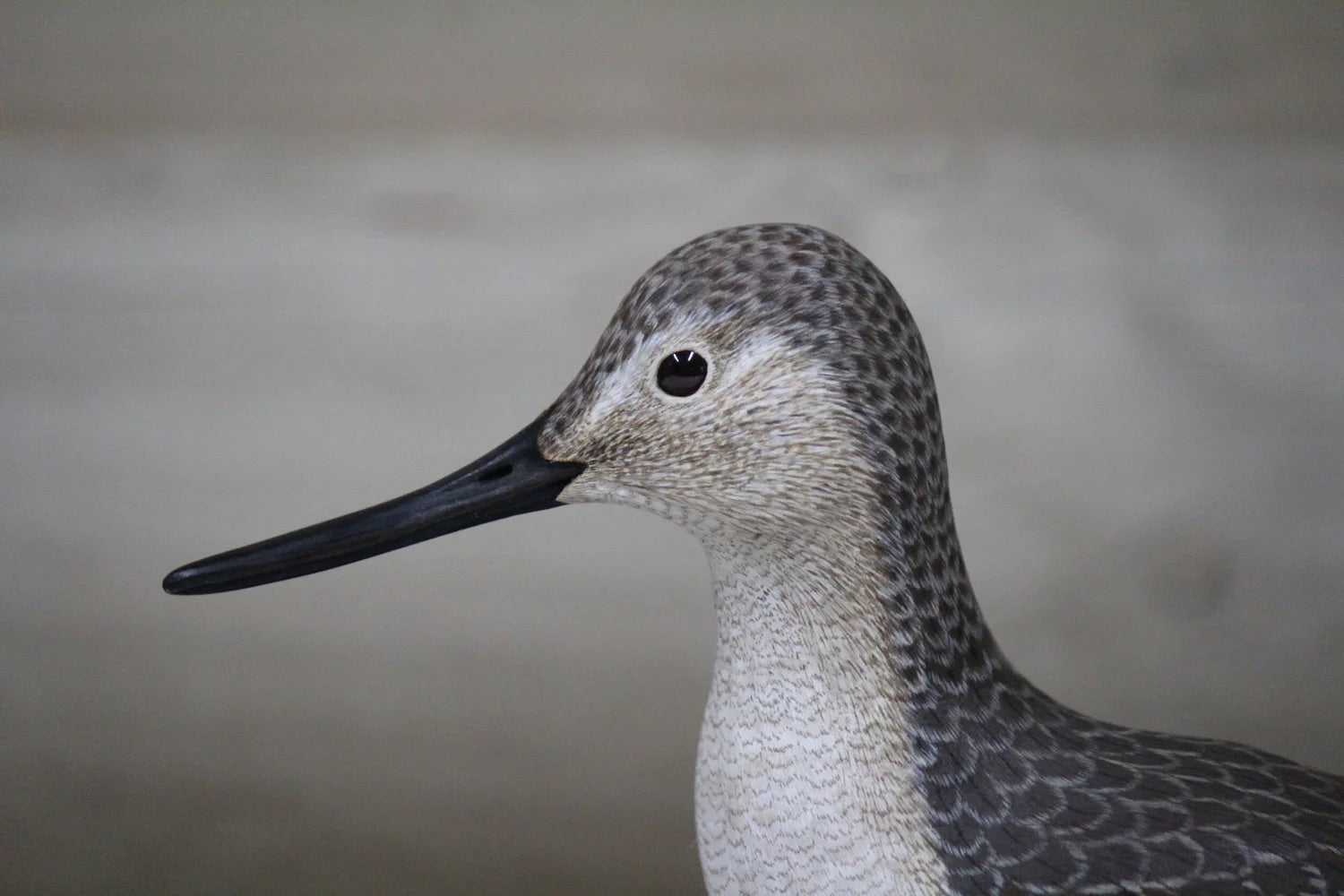 Greater Yellowlegs