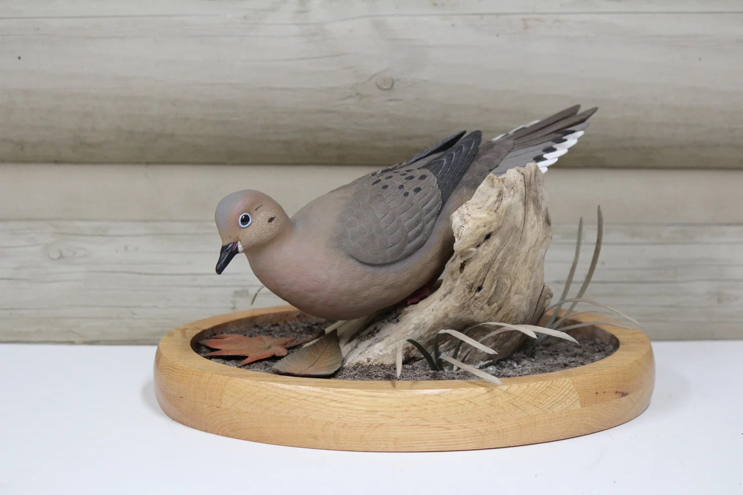 Mourning Dove