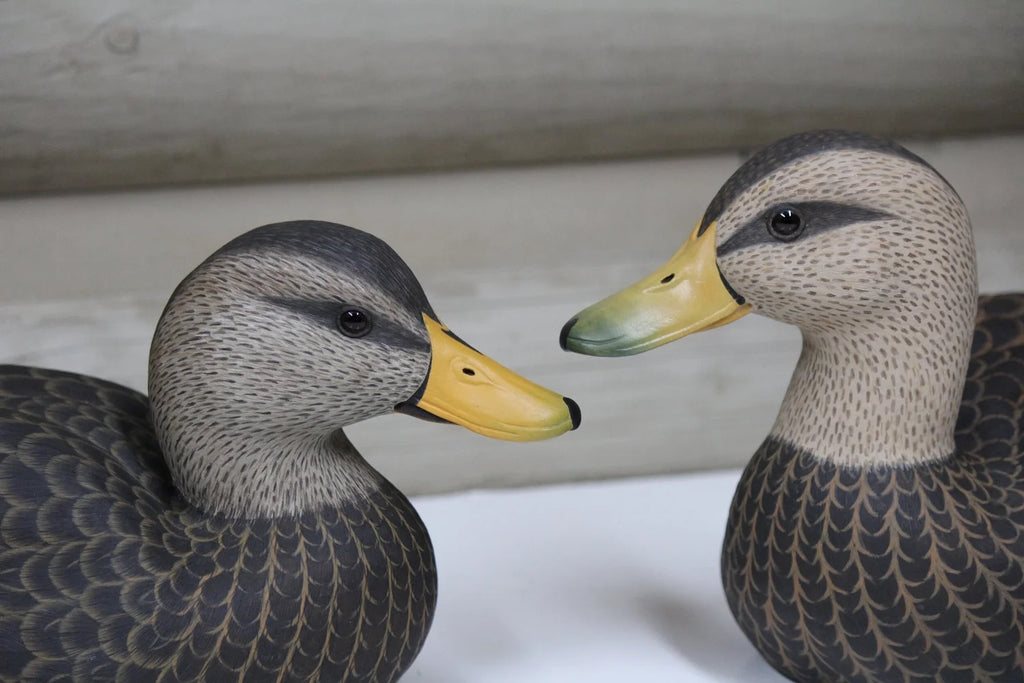 Black Ducks