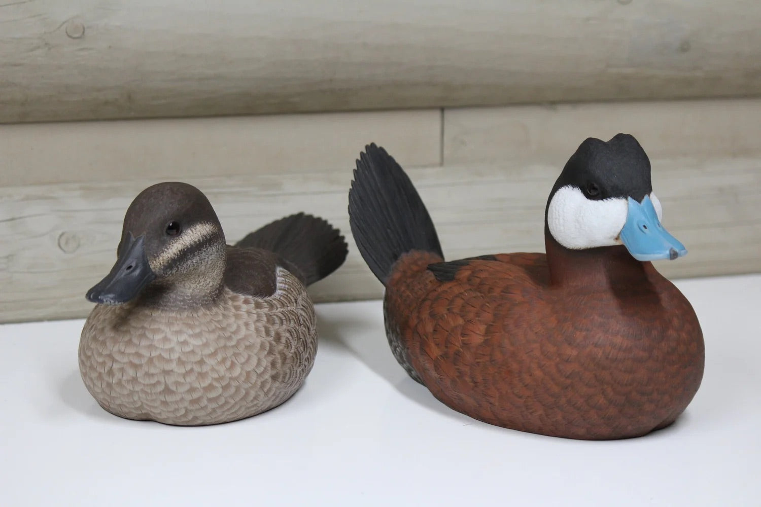 Ruddy Ducks