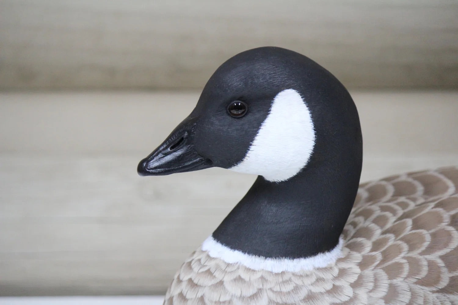 Cackling Goose